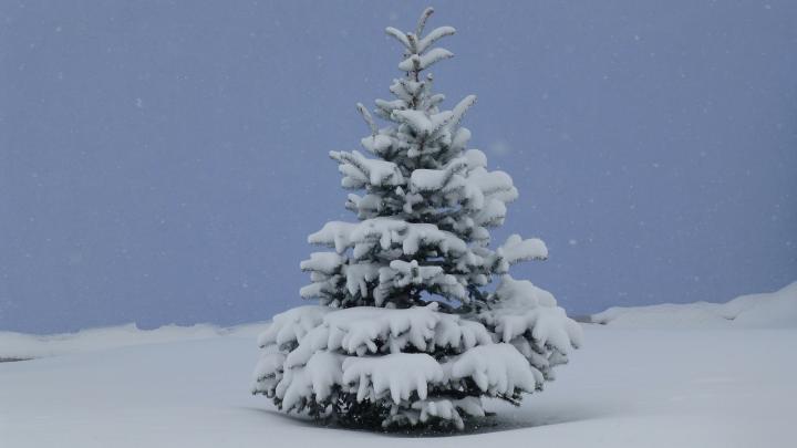 christmas tree outside in the snow